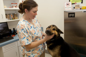 Pet wellness photo Adamstown Veterinary Hospital