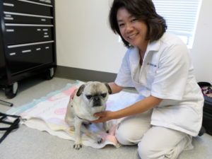 Dr. Ho-Gatto performing acupuncture